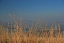Fern View